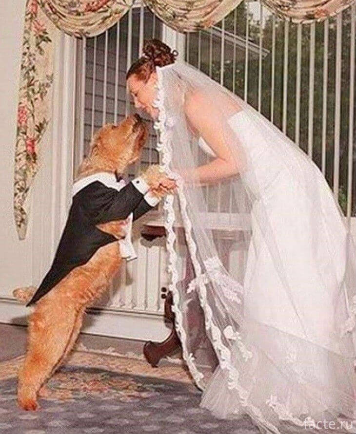 Роджер Доркас и собачья свадьба
